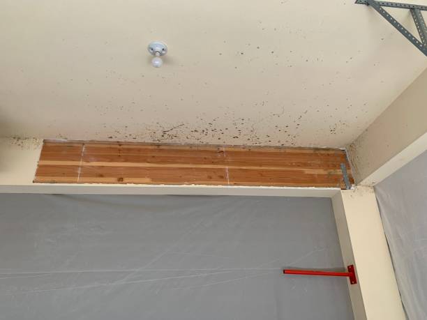 Best Environmental Consulting for Mold Prevention  in Gamerco, NM