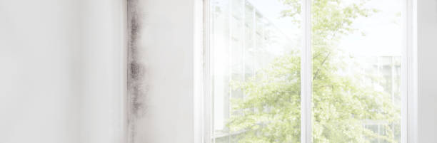 Best Black Mold Removal  in Gamerco, NM