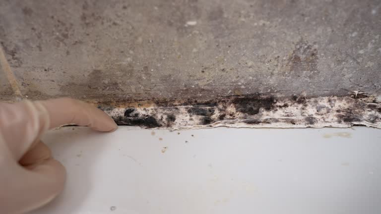 Best Mold Remediation for Healthcare Facilities  in Gamerco, NM