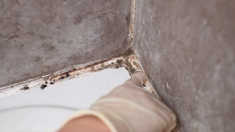 Best Air Quality Testing for Mold Spores  in Gamerco, NM